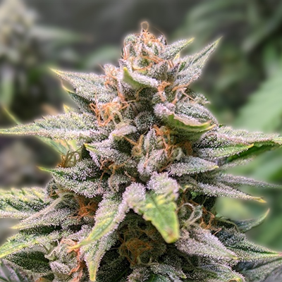 The Ultimate Guide to Maui Wowie Seeds The Ultimate Guide to Maui Wowie Seeds