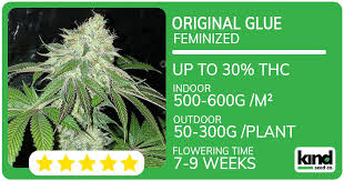 The Ultimate Guide to Maui Wowie Seeds The Ultimate Guide to Maui Wowie Seeds